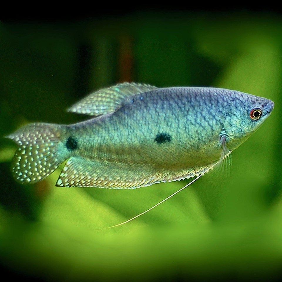 Trich.trichopterus   Blauwe spat 6-7 cm.